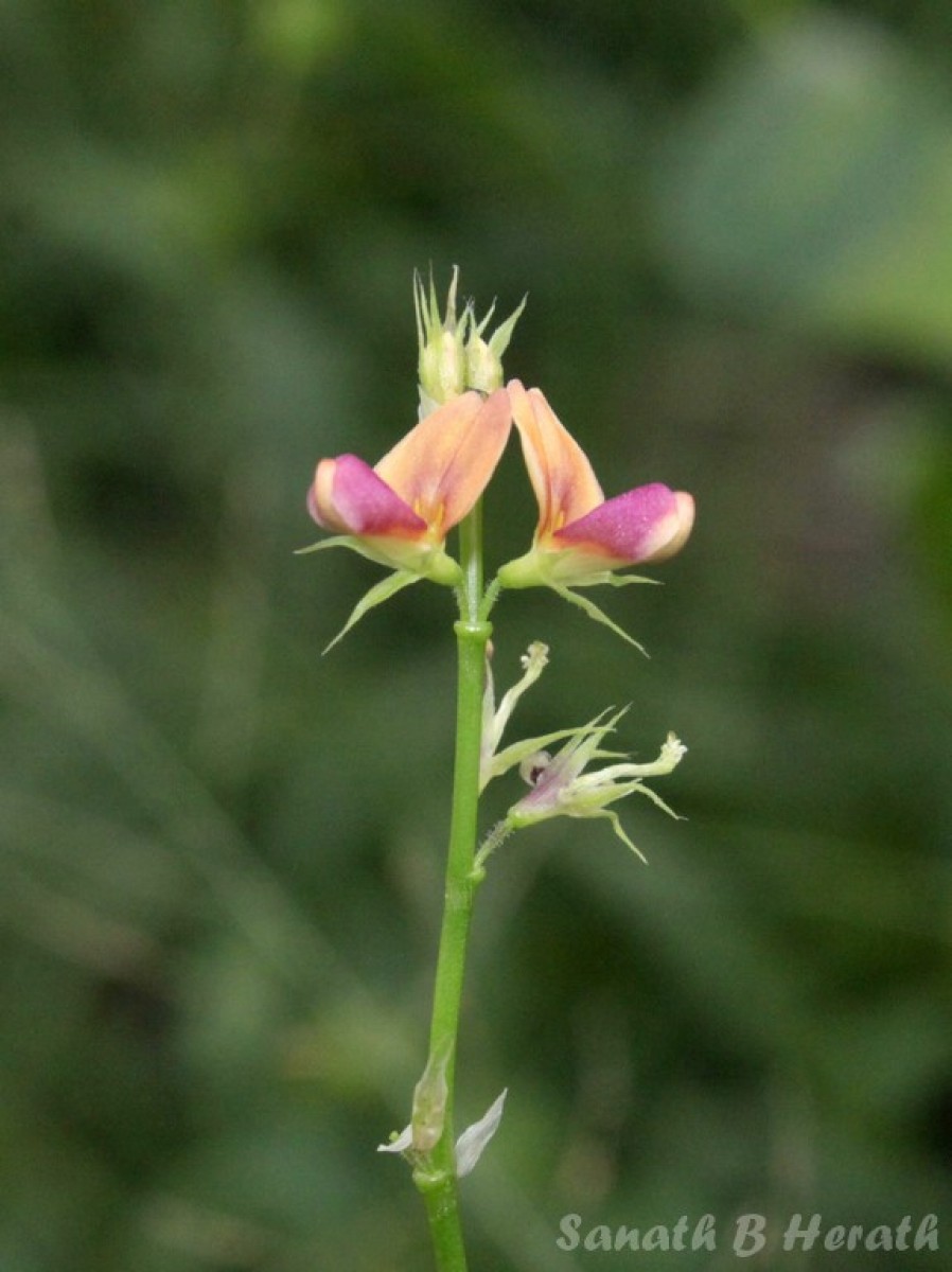 Alysicarpus bupleurifolius (L.) DC.